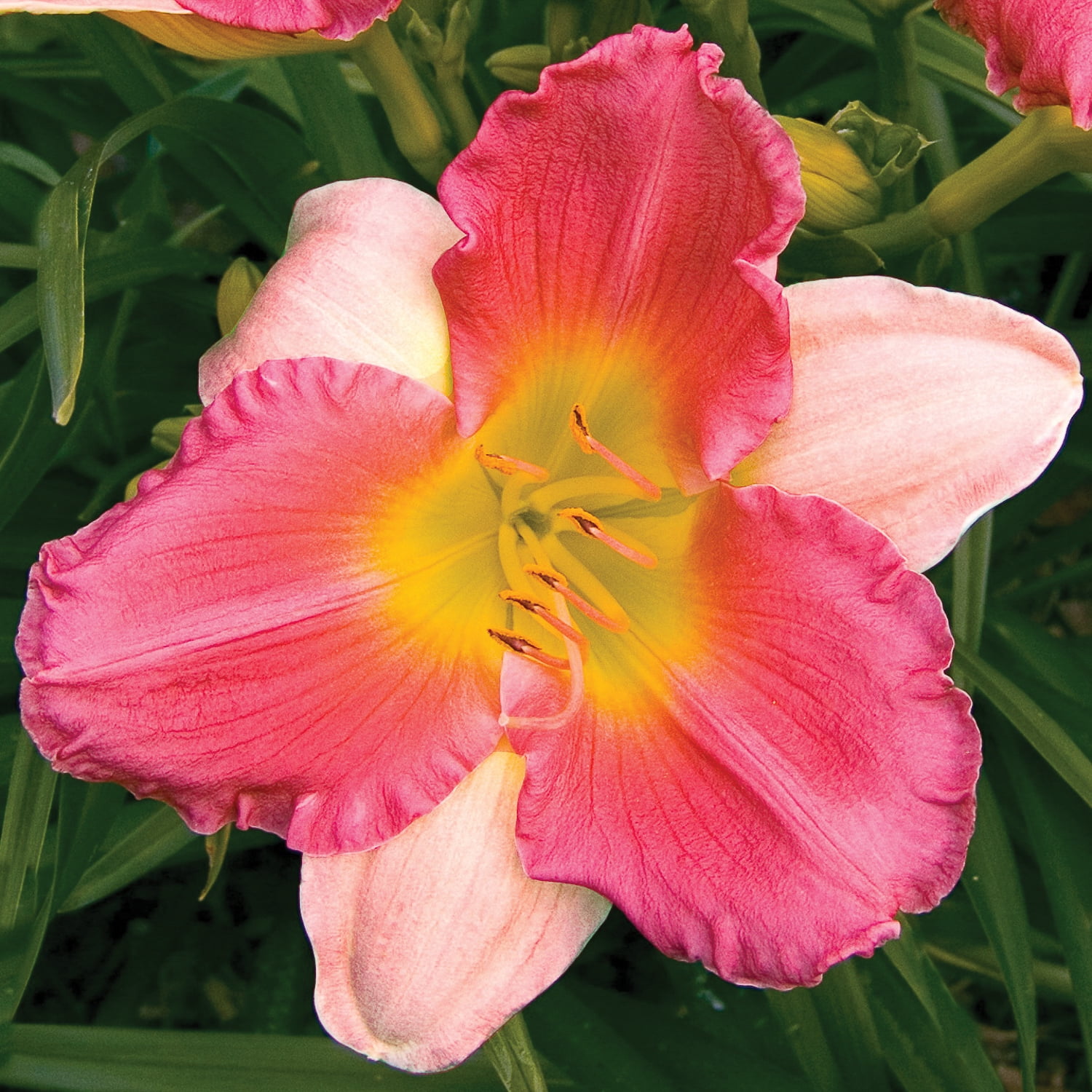 LILY です Van Zyverden Daylily Final Touch (Set of 2 Dormant Bare