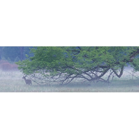 Deer near Oak tree in a forest Yosemite National Park California USA Poster
