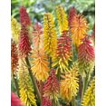 thumbnail image 2 of Bulbes de fleurs - TASC - Kniphofia assortis, 2 of 2