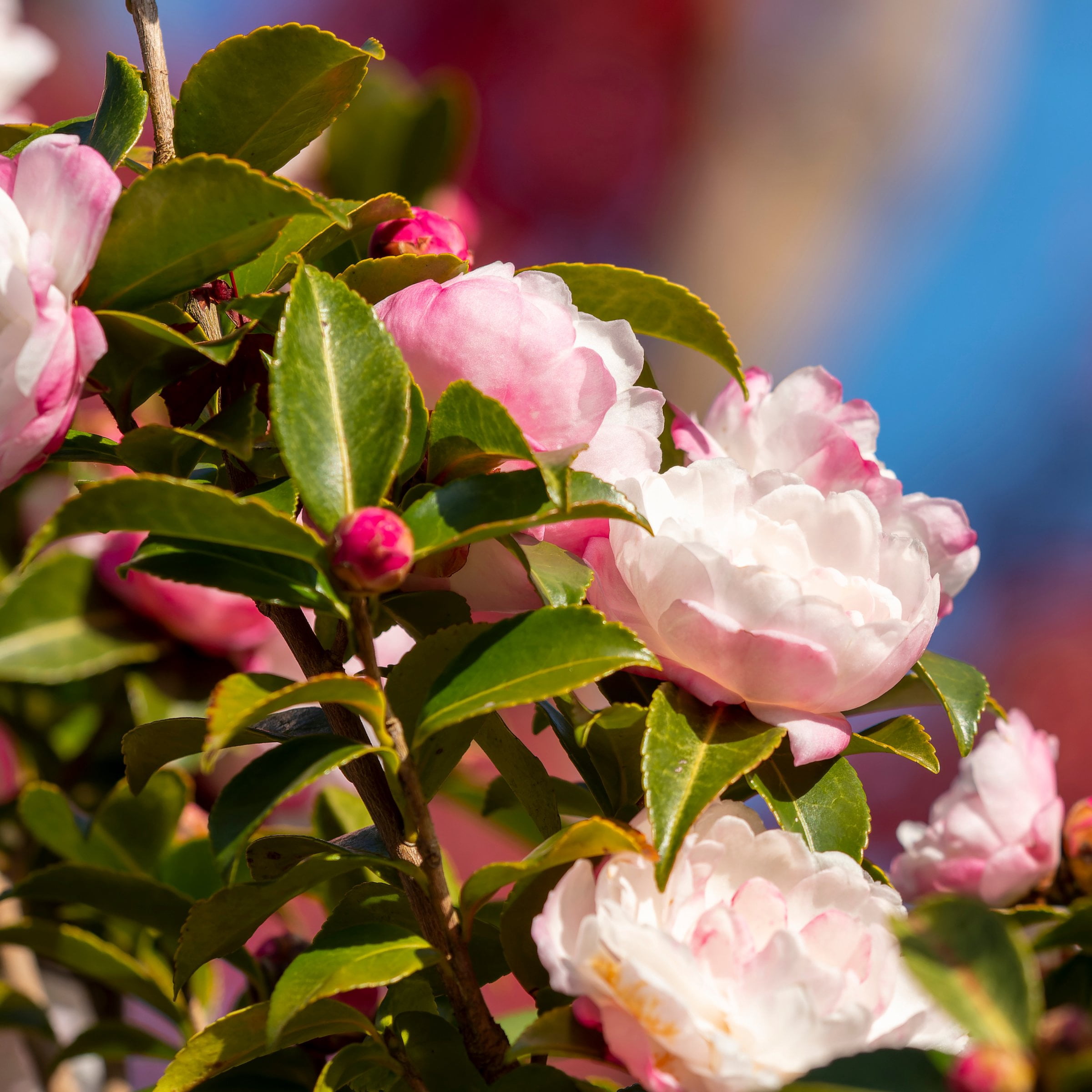 National Plant Network 1 gal. Camellia Sasanqua Moonshadow Shrub