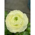 thumbnail image 1 of GSDWIUEW 10pcs Ranunculus Flower Bulbs for Lush, Multi-Petal Blooms \u2013 Transform Your Garden with These Gorgeous Flowers (D,30), 1 of 2
