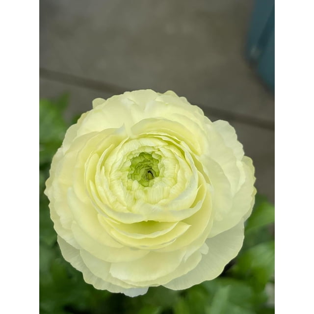 GSDWIUEW 10pcs Ranunculus Flower Bulbs for Lush, Multi-Petal Blooms \u2013 Transform Your Garden with These Gorgeous Flowers (D,30)