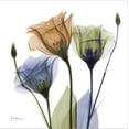 thumbnail image 2 of Art.com Gentian Buddies Stretched Canvas Print Wall Art by Albert Koetsier, 24" x 24", 2 of 4