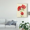 thumbnail image 3 of Trademark Fine Art 'Heirloom Anemones I' Canvas Art by Grace Popp, 3 of 4