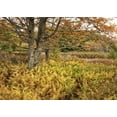 thumbnail image 2 of Head, Danny 18x14 Black Ornate Wood Framed with Double Matting Museum Art Print Titled - Maples and Ferns, 2 of 4
