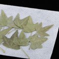 thumbnail image 2 of 12 piezas de Flores prensadas naturales perfecl Flores secas prensadas naturales, 2 of 8