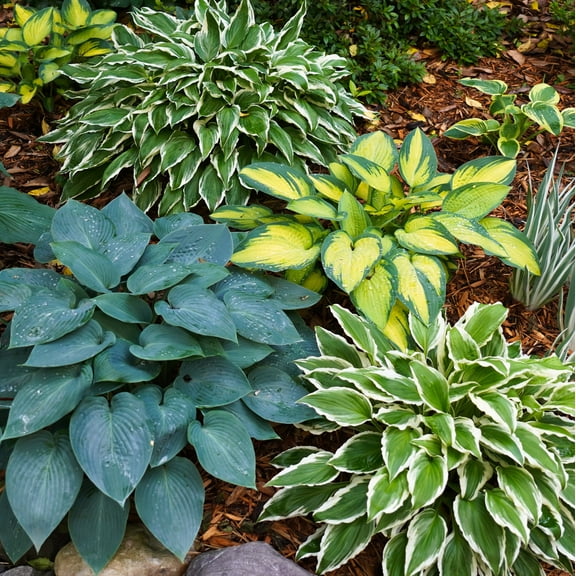 Garden State Bulb Variegated Hosta Mix Bare Roots, Shade Perennial, Spring Planting (Bag of 6)