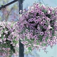 thumbnail image 2 of 100 Graines de Pétunia Suspendues pour Balcon, Jardin, Cour Extérieure, 2 of 3