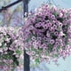 thumbnail image 3 of 100 semillas colgantes de petunia para balcón, plantación de césped, semillas de jardín para patio al aire libre, 3 of 4
