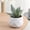 B, variant on Mini Multicolor Artificial Succulents in Plastic Pot, Zero Maintenance Faux Potted Plants Ornament, Long Lasting Fake Greenery Decor for Desk Windowsill Office Bedroom Kitchen, Housewarming Gifts