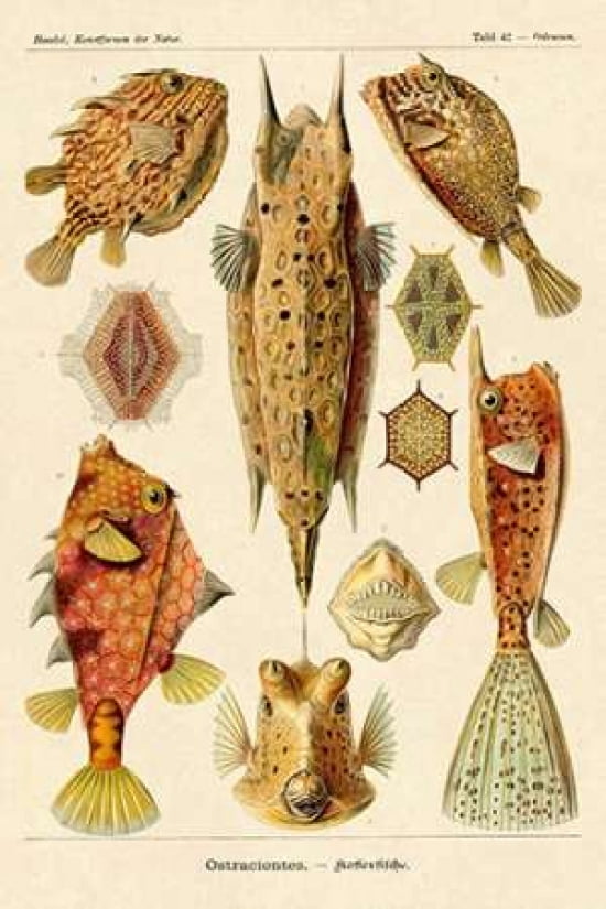 Haeckel Nature Illu