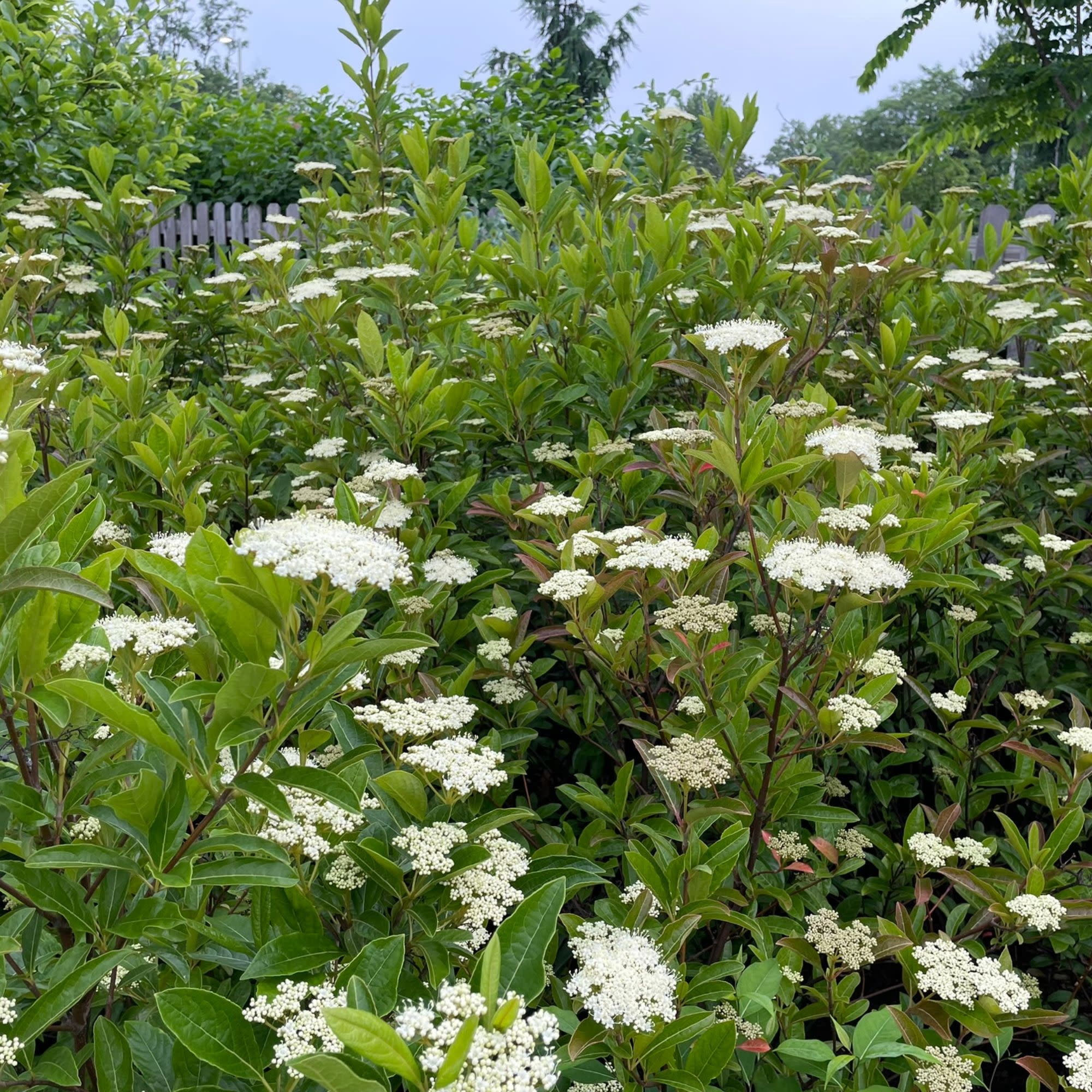 Proven Winners ColorChoice 5" Brandywine Viburnum Live Plant in 4.5" Pot (4 Count)