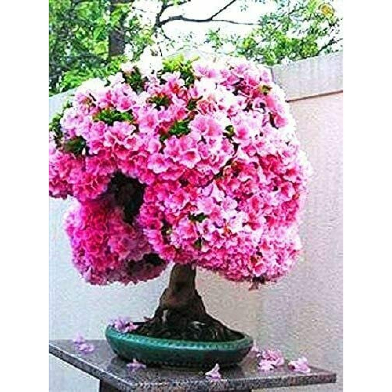 NULQelly 10 Bonsai Judas Tree Seeds Flowering Tree Prized (RFS) for Bonsai