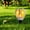 D, variant on Flat 2D Acrylic Memorial Garden Stake, Waterproof Outdoor Ground Plug Ornament, Durable Yard Lawn Patio Courtyard Decor for Backyard Garden Gift Daily Use