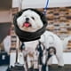 thumbnail image 3 of 2 Uds Redecil para Perro Zulema M Cubierta de orejas de mascotas, 3 of 8