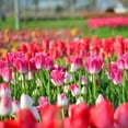 thumbnail image 5 of Sweet Showgirl Tulips, 10 Bulbs - Pink and White Flowers - Attracts Bees & Butterflies - Spring Blooming, Easy to Grow & Maintain, 5 of 7