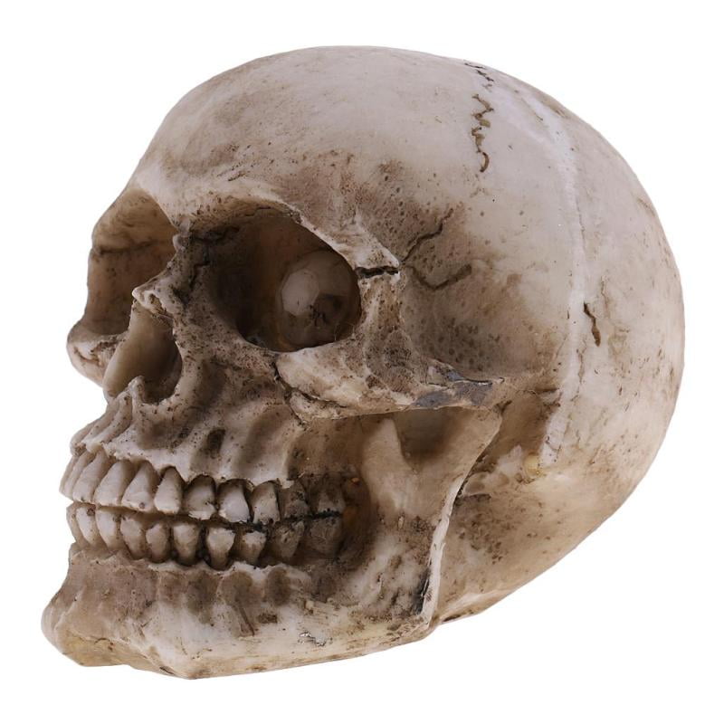 1pc Small Human Head Skeleton Skull Model Resin Toy Kids Gift 