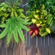 thumbnail image 4 of OHOIOLLA Planta Colgante Artificial Verde Para Interior Y Eventos Con Hoja De Helecho, 4 of 8