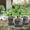 Black, variant on Riousery 20 Pcs Square Silicone Nursery Pot Planters Variety Pack Reusable Seed Starting Pots with Drainage Holes for Indoor Outdoor Plants Gardening Grey 3.94 inches / 10 cm