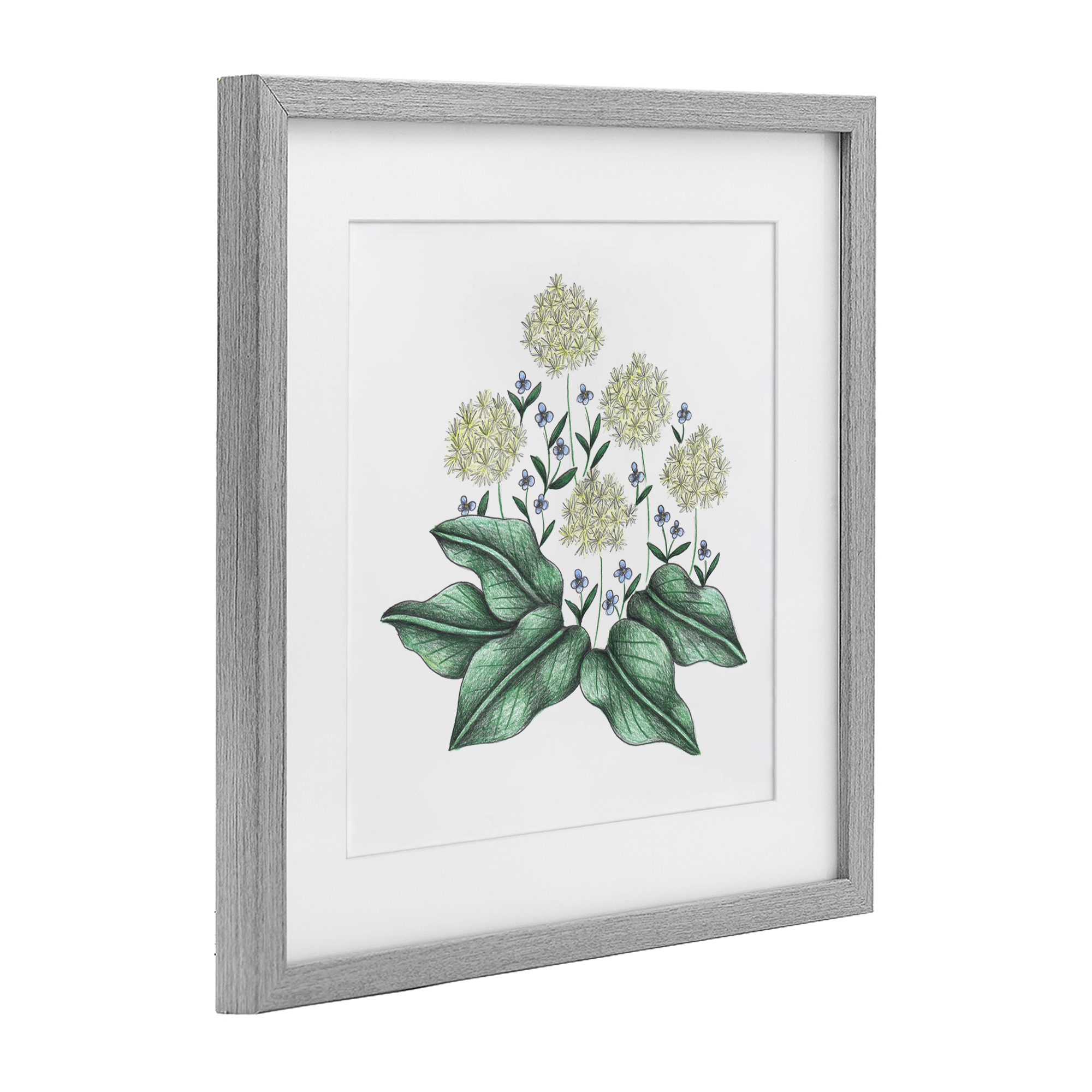 Hello Wildflower Vintage Sketch Gray Framed Print Under Glass, design by Cecilia Battaini