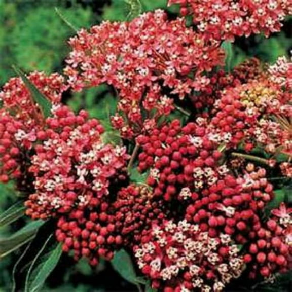 Outsidepride Butterfly Weed Asclepias Incarnata Carmine-rose Plant Seed - 1000 Seeds