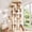 Beige, variant on Globlazer 70" Multi-Level Cat Tree Tower for Large Cats with Condo Scratching Post and Hammock, Light Grey