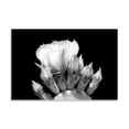 thumbnail image 2 of Gango Home Decor Prickly Pear Blossom and Buds BW by Douglas Taylor (Printed on Paper); One 36x24in Fine Art Paper Giclee Print, 2 of 4
