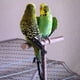 thumbnail image 5 of Juguete de Entrenamiento para Loros, Soporte para Patas de Pájaro, Perchas para Loros, Perchas de Madera para Loros, Soporte para Pájaros, Peri Colco Percha columpio para loro, 5 of 8