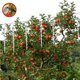 thumbnail image 4 of Kearding Varillas reflectantes repelentes de aves, 12 Uds., repelente de aves, de viento plateada reflectante para mantener alejadas a las aves Decoración del hogar Kearding HA035572-00, 4 of 6