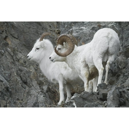Dall Ram And Ewe Near Windy Point At Mile 106 Seward Highway During The Autumn Rut Chugach Mountains In Southcentral Alaska South Of Anchorage Stretched Canvas - Doug Lindstrand  Design Pics (38 x (Best Storage South Anchorage)