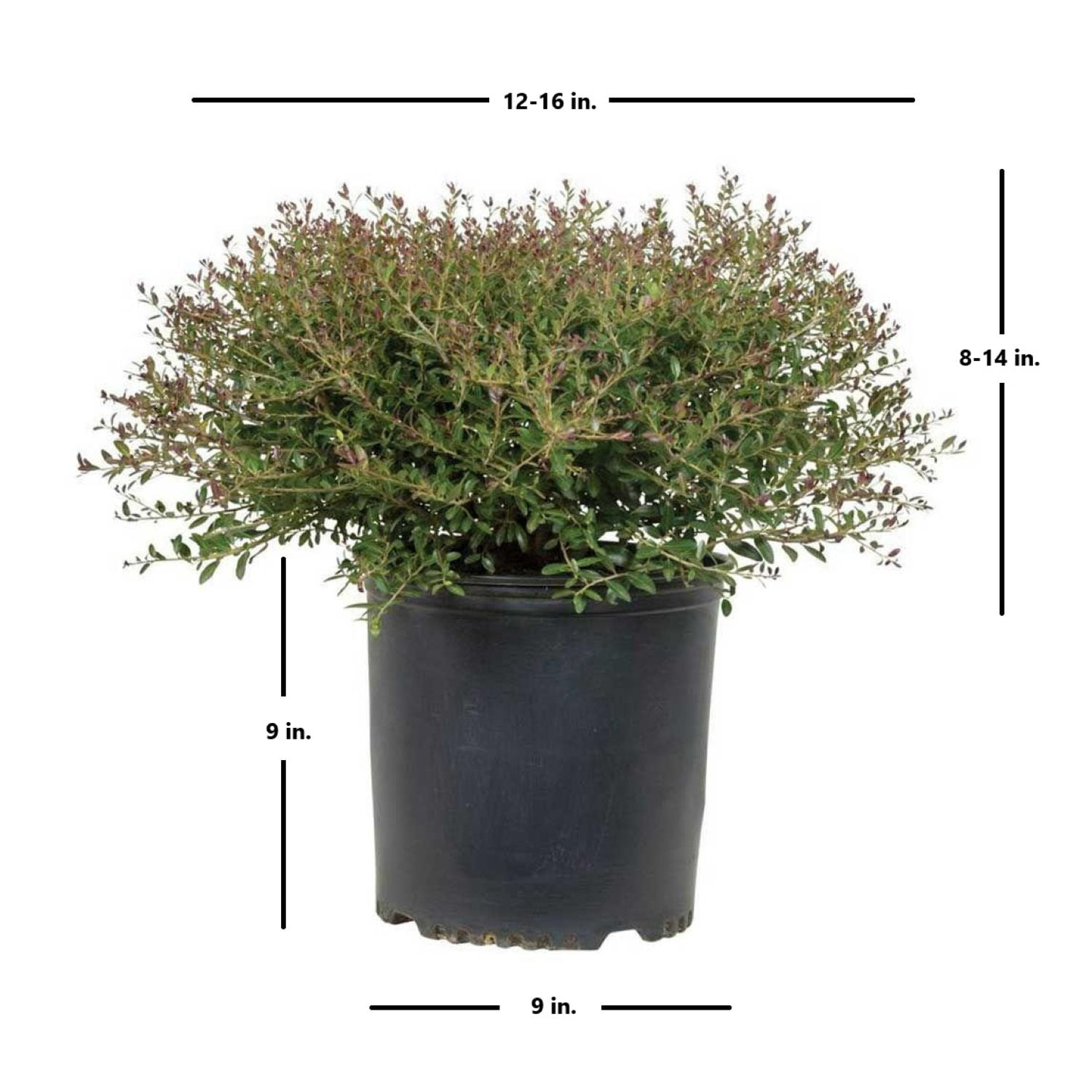 Expert Gardener Bordeaux Dwarf Yaupon Holly (2.5 Gallon) Compact Evergreen Shrub with Red-Hued Winter Foliage