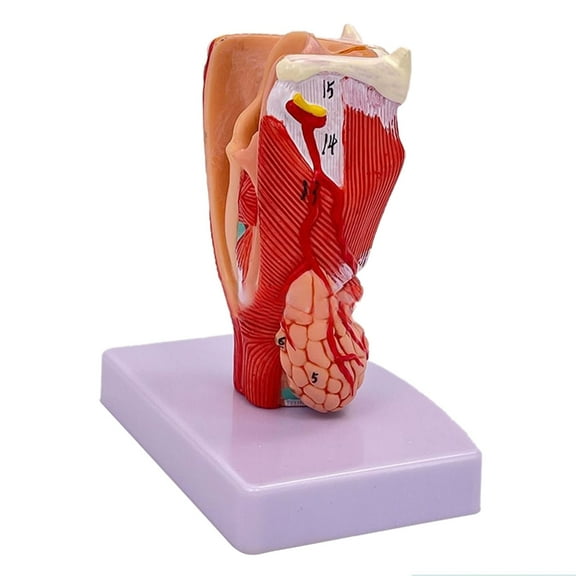 BQBQERT Life Size Human Throat Anatomy Model for Diseases Study, Anatomical Larynx Model Throat Anatomy Model Teaching
