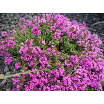 50 PAGODA MIX PRUNELLA Grandiflora Bigflower Selfheal Blue Pink etc Flower Seeds