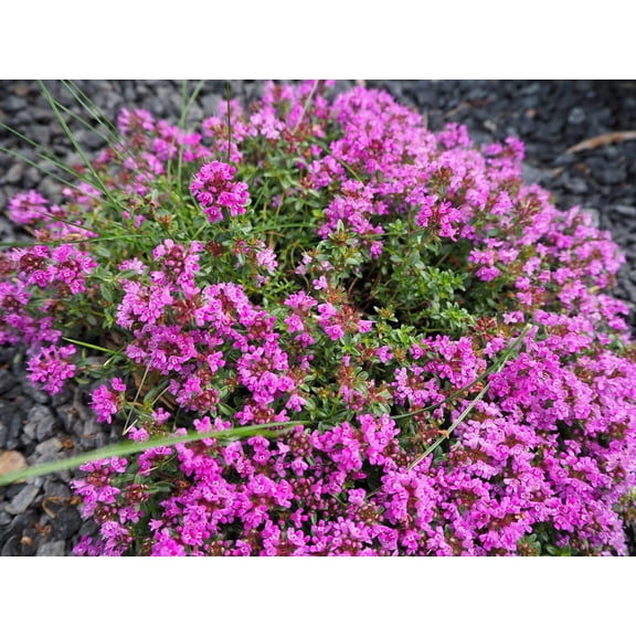 50 PAGODA MIX PRUNELLA Grandiflora Bigflower Selfheal Blue Pink etc Flower Seeds