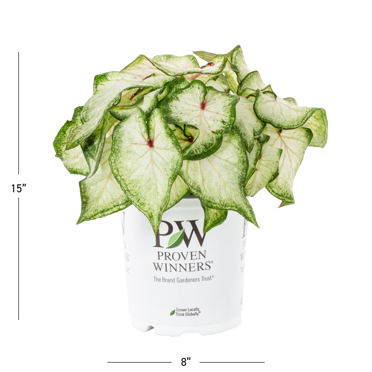 Proven Winners 2QT White Caladium Live Annual Plant Sun 3-Pack