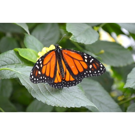 Canvas Print Monarch Butterfly Macro Wings Plant Insect Leaf Stretched Canvas 32 x