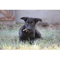 thumbnail image 5 of (2 pack) Rustic Kitchen Collagen Chews Retriever Sticks (Beef Flavored) 0.6cm - 25ct, 5 of 6