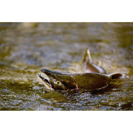 Pink Salmon Struggling to Return to Their Spawning Stream to Lay Their Eggs - British Columbia, Canada Poster Print, 40 x 26 -