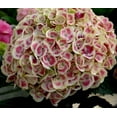 thumbnail image 6 of Hydrangea-Cityline-Mars - QT Pot (Shrub), 6 of 8