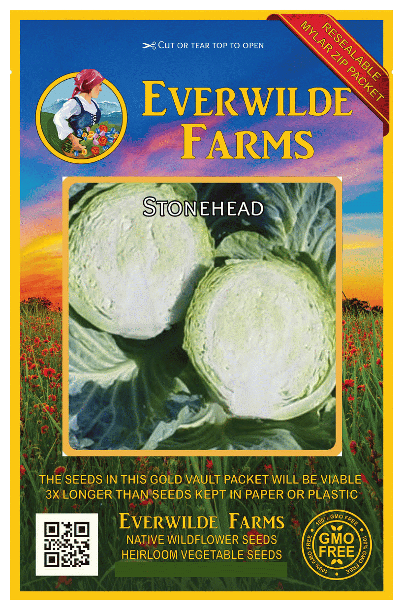 12 x Plant Pack Stonehead Round Available Now! Cabbage