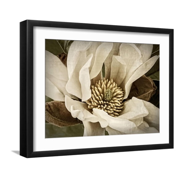 Art.com Classic Magnolia II Art Print by Rachel Perry, Black Frame Wall Art, 21" x 17"