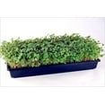5 Plant Growing Trays (WITH Drain Holes) 20" x 10" Perfect Garden