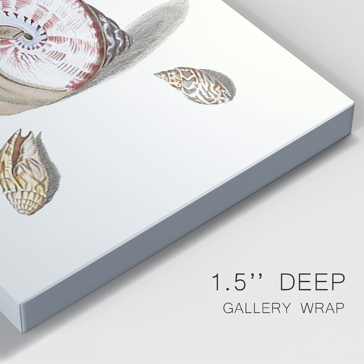 Pastel Knorr Shells II Premium Gallery Wrapped Canvas - Ready to Hang