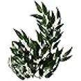 thumbnail image 3 of Exo Terra Plante de Terrarium en Soie, Petite, Ruscus, 3 of 4
