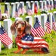 thumbnail image 1 of Dachshund Ground Plug Courtyard Garden Layout Card Decoration, Independence Day Garden Decoration, Festive Outdoor Decor, Customizable Garden Layout, Foldable Card Stand, Metal Frame, for, 1 of 7