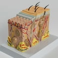 TIERPOP Human Skin Structure Anatomical Model for Science Classroom