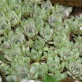thumbnail image 2 of Sempervivum Tectorum Hens & Chicks Houseleek Ground Cover Plant Seeds - 500 Seeds, 2 of 3