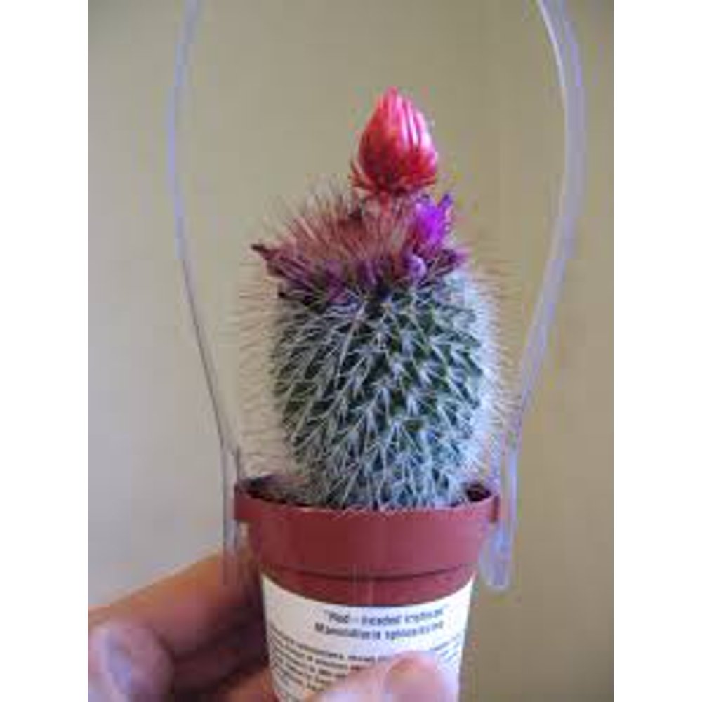 Strawflower Cacti 2.5in
