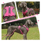 thumbnail image 4 of Pechera Belug  Arnés De Seguridad Para Perro FUCSIA talla S, 4 of 5