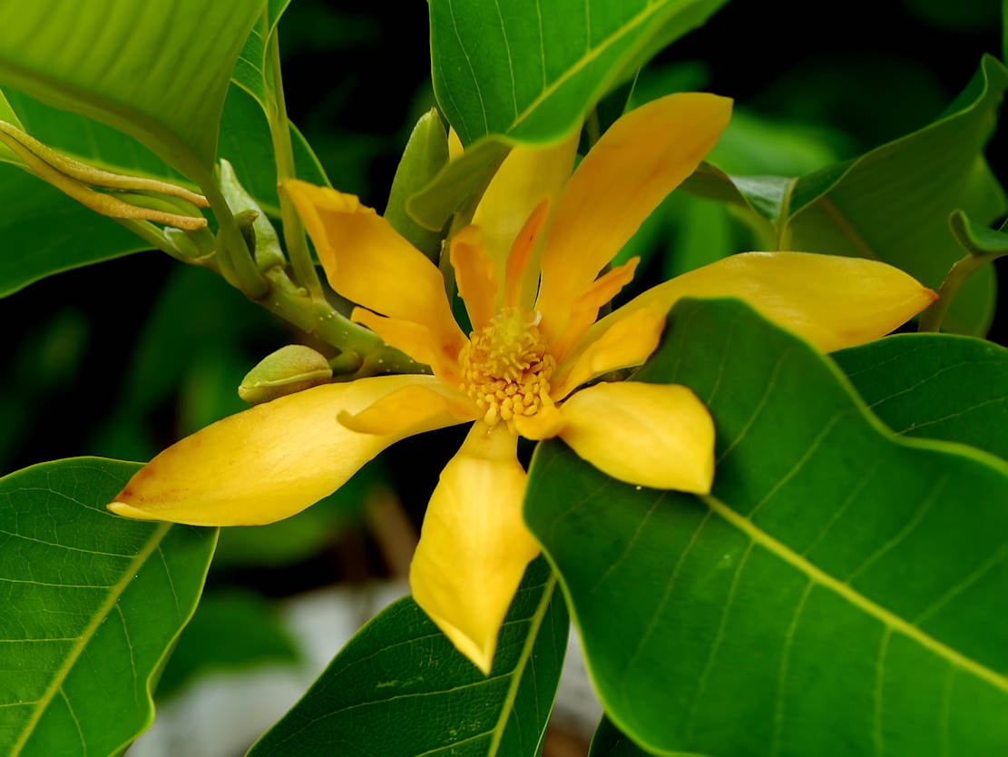 SEEDS = = = 5 Seeds- Joy Perfume Tree Seed Pack = == Tropical Container
